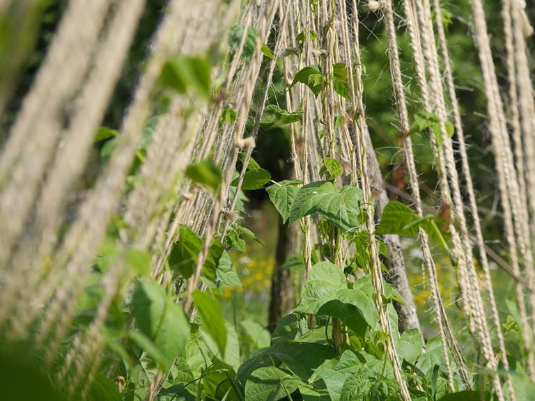 Fabriquer Des Tuteurs Originaux Pour Vos Plantes GARDENA